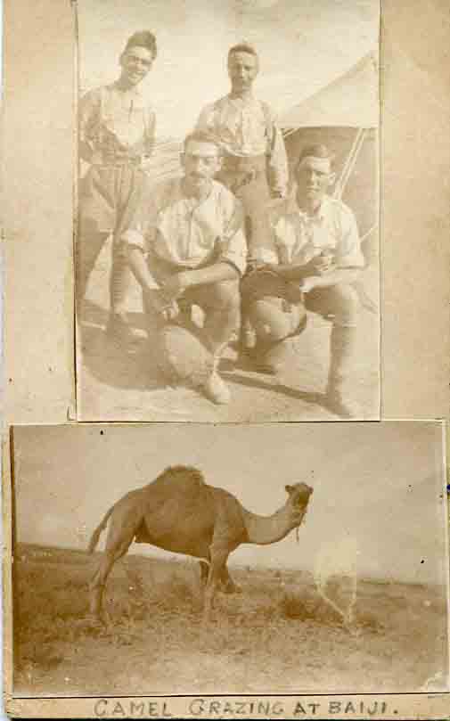 1920 Iraq Camel Grazing at Baiji Photograph