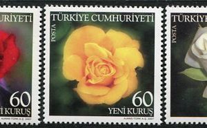 2007 Turkey Rose Flowers **
