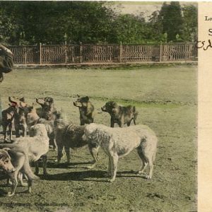 1903 Turkey Street Dogs Postcard
