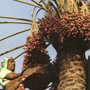 1977 Bahrain Date Palm Harvest Postcard