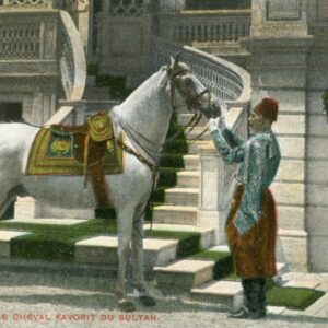 Turkey Sultan's Favourite Horse