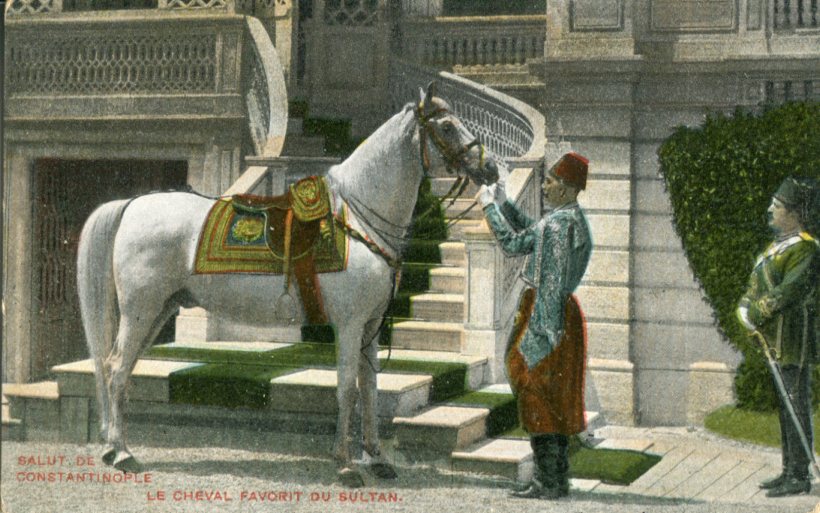 Turkey Sultan's Favourite Horse
