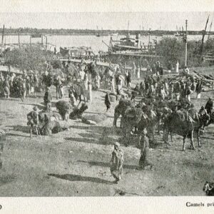 Iraq Basra Camel Embarkation