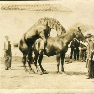 Austria Hungarian Cavalry Horses Photocard