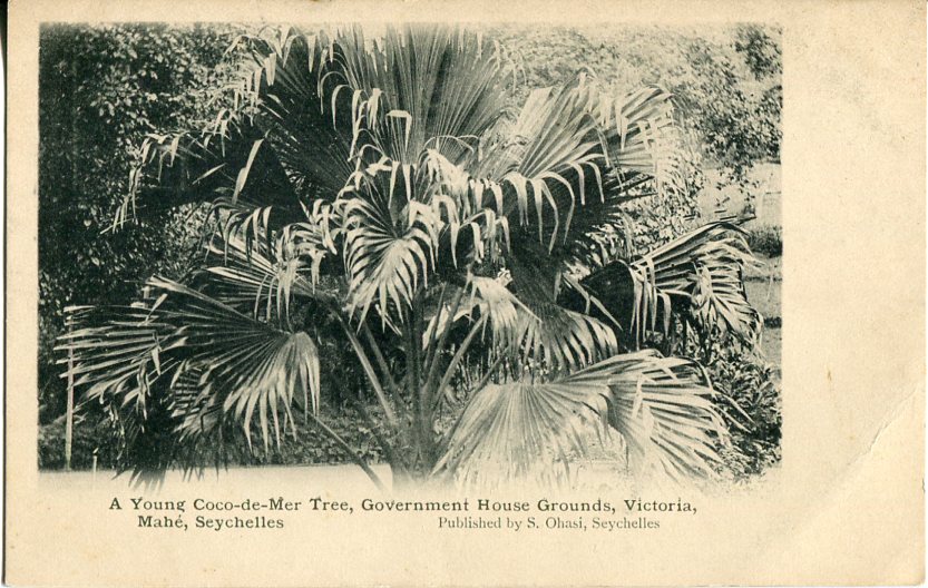 Seychelles Government House Coconut Tree ed Ohashi