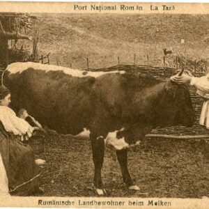 Romania Farmer Milking Cow Braila to Zurich