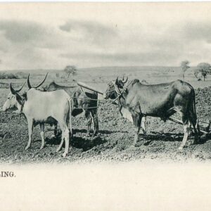 India Tilling Land with Ox ed Clifton