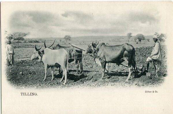 India Tilling Land with Ox ed Clifton