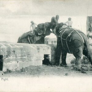 India Elephant Fight
