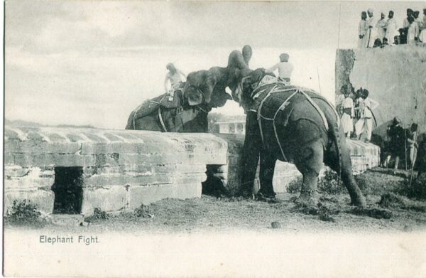 India Elephant Fight