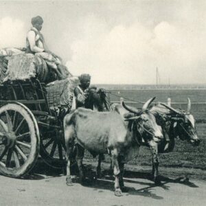 India Bullock Cart