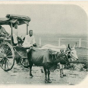 India Ekka Reckla Bullock Cart