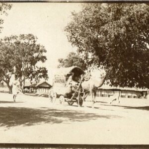 India Camel Cart Photo Postcard