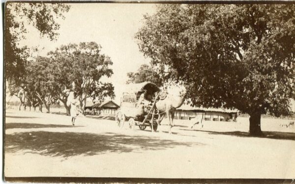 India Camel Cart Photo Postcard