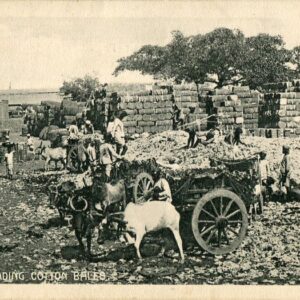 India Carts Loading Cotton Bales ed Macropolo
