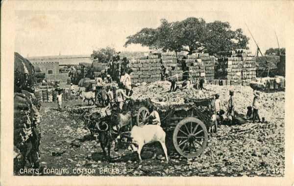 India Carts Loading Cotton Bales ed Macropolo