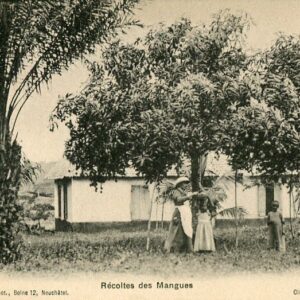 India Mango Picking ed Jungmann