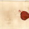 1695 Turkey Smyrna Disinfected to Livorno ship mail - Image 2
