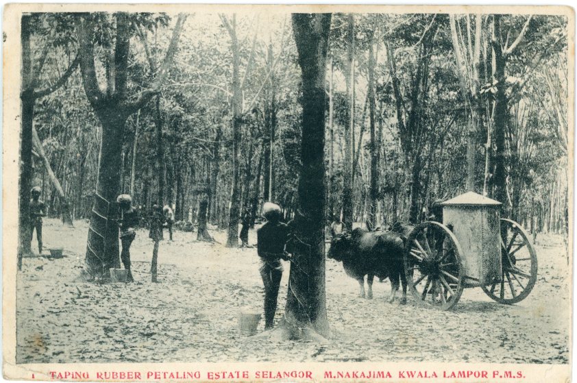 Malaysia Kuala Lumpur Taping Rubber 1912 to Brighton ed Nakajima