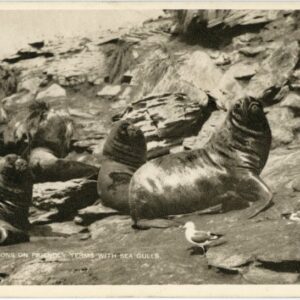 Falkland Islands Sea Lions and Gulls ed Binnie
