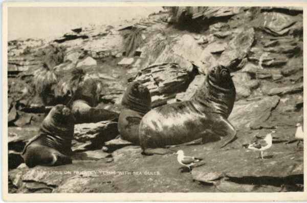 Falkland Islands Sea Lions and Gulls ed Binnie