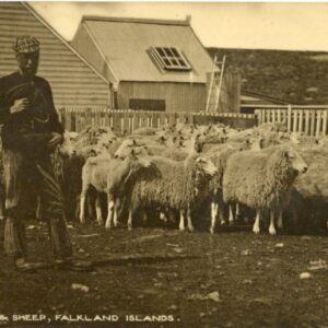 Falkland Islands Shepherds and Sheep