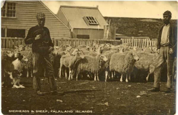 Falkland Islands Shepherds and Sheep