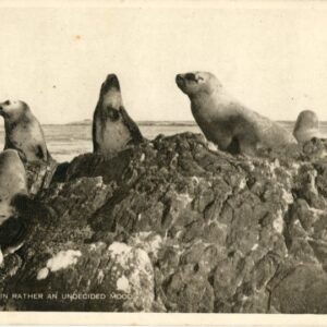 Falkland Islands Sea Lions ed Binnie