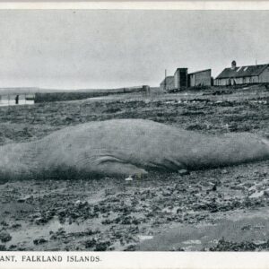 Falkland Islands Sea Elephant
