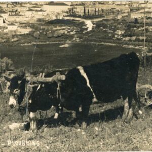 Palestine Nazareth Nasira Ploughing photo Fadil Saba