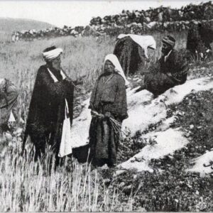 Palestine Field of Boaz Beit Sahour