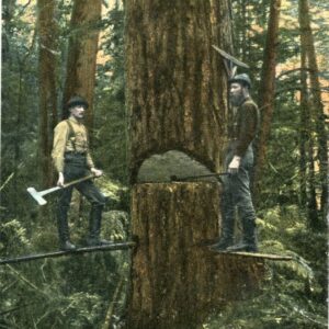 Canada Felling Timber Vancouver ed MacFarlane