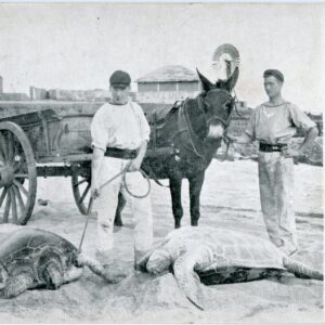 Ascension Turtle Turners and Turtle