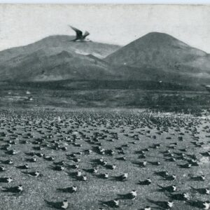 Ascension Wideawake Sooty Tern Birds