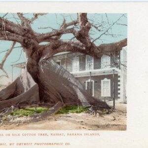 Bahamas Ceiba or Silk Cotton Tree