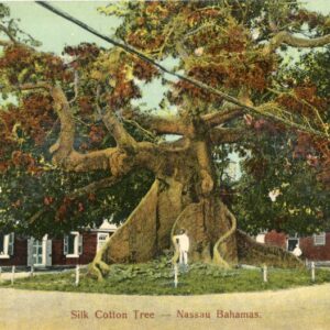 Bahamas Nassau Silk Cotton Tree ed Sands