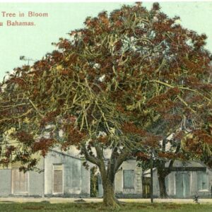 Bahamas Poinciana Tree in Blossom ed Sands