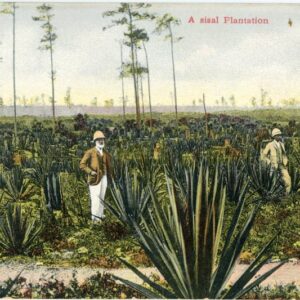 Bahamas Sisal Plantation