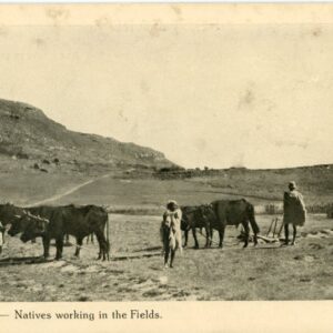 Basutoland Natives working in the Fields photo Dr Hertig