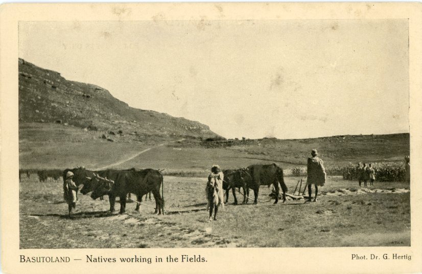 Basutoland Natives working in the Fields photo Dr Hertig