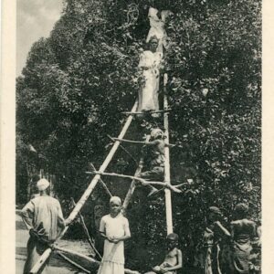 Zanzibar Clove Picking from Tree ed Gomes