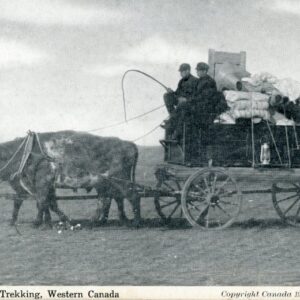 Canada Homesteaders Trekking Ox Cart ed Lewis Rice