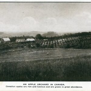 Canada An Apple Orchard