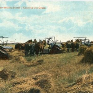 Canada Harvesting Scene Cutting Grain