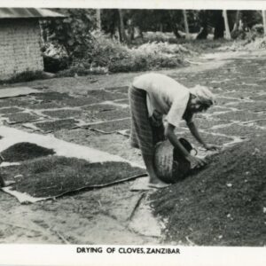 Zanzibar Drying of Cloves photo Central Art