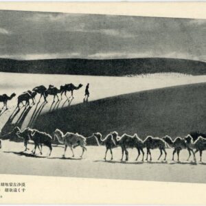 Mongolia Manchu Camel Caravan at Mongolian Desert