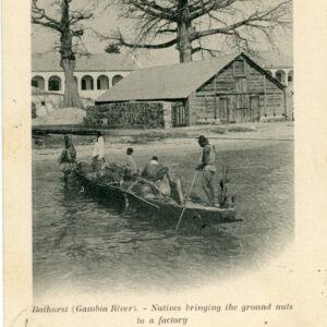 Gambia Natives bringing Nut to a Factory 1903 to Belgium