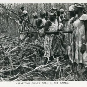 Gambia Harvesting Guinea Corn 1955 photocard