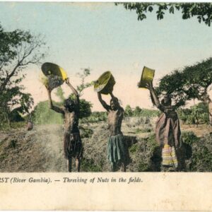 Gambia Threshing of Nuts 1913 to Malta