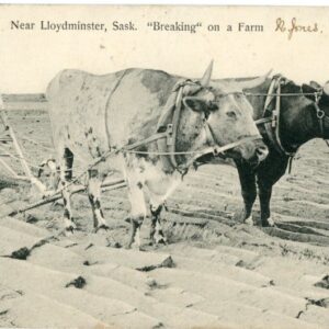 Canada Lloydminster Oxen Plough 1907 to Rochdale